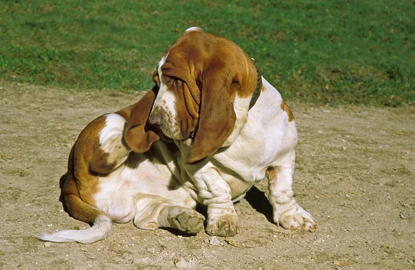 Κυνηγόσκυλο Μπάσετ Σκύλος Ξύνει Αυτιά Του — Φωτογραφία Αρχείου