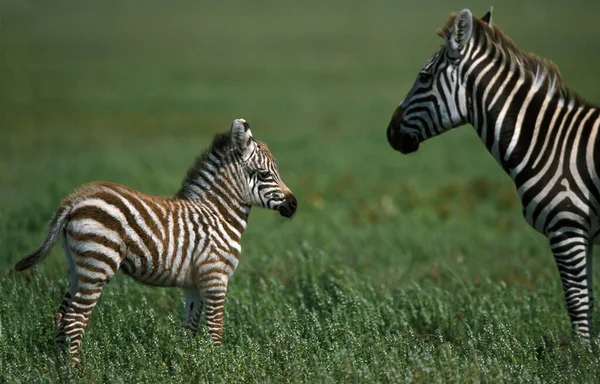 Burchell Zebra Equus Burchelli Vrouw Met Veulen Masai Mara Park — Stockfoto