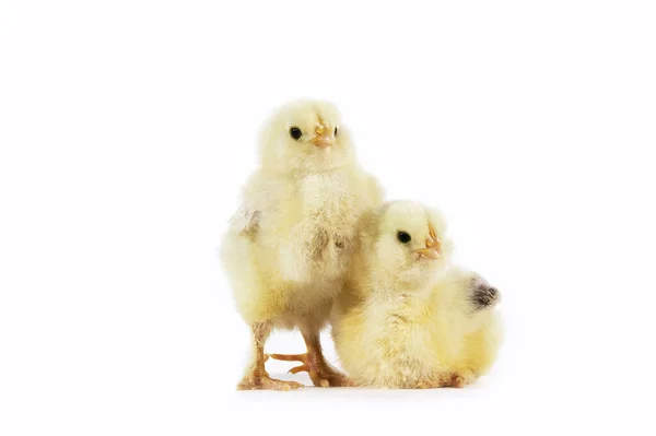 Chicks White Background — Stock Photo, Image