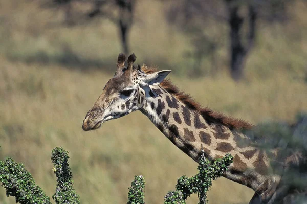 Masai Giraffe Giraffa Camelopardalis Tippelskirchi Masai Mara Park Kenia — Stockfoto
