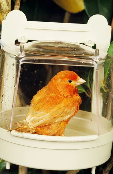 Canario Rojo Serinus Canaria Con Baño — Foto de Stock