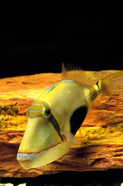 Triggerfish Rhinecanthus Verrucosus — 스톡 사진