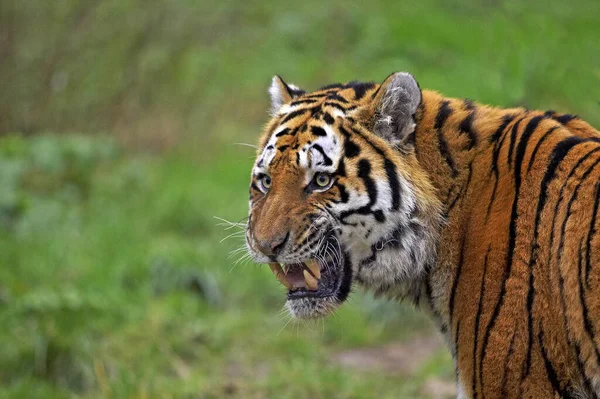 Siberian Tiger Panthera Tigris Altaica Portait Open Mouth Defense Posture — ストック写真