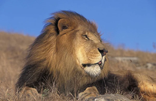 Αφρικανικό Λιοντάρι Πάνθηρα Leo Αρσενικό Που — Φωτογραφία Αρχείου