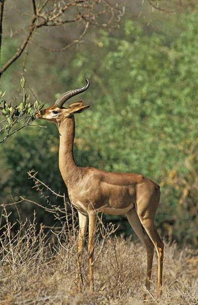 Gerenuk Eller Waller Gazelle Litocranius Walleri Samburu Park Kenya — Stockfoto