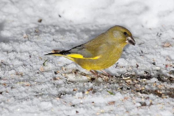 Greenfinch Carduelis Chloris Male Eats Seeds Snow Normandy — стокове фото