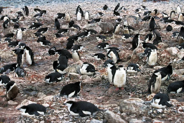 Chinstrap Penguin Pygoscelis Antarctican Antártida — Foto de Stock