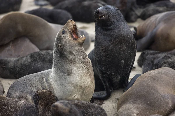 Sydafrikansk Pälssäl Arctocephalus Pusillus Hondjur Vid Cape Cross Namibia — Stockfoto