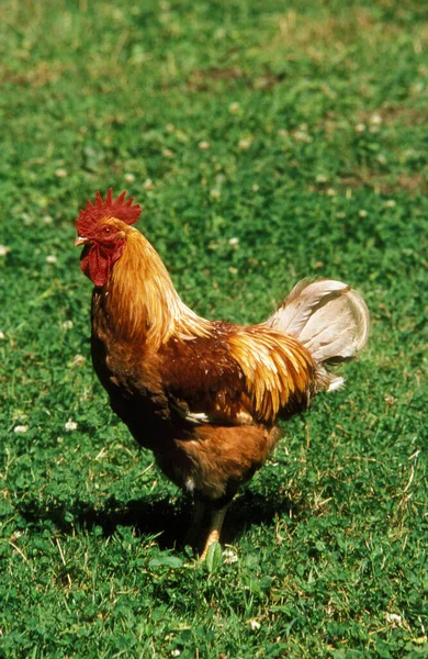 Frango Doméstico Galo Grama — Fotografia de Stock