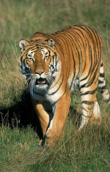 Bengalisk Tiger Panthera Tigris Tigris Vuxen — Stockfoto
