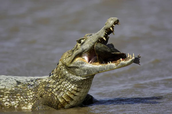 Spectacled Caiman Caiman Crocodilus Fish Its Mouth Los Lianos Venezuela — 스톡 사진