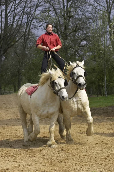 Percheron Draft Horses Французская Порода Тренировка Конного Шоу Northrop — стоковое фото