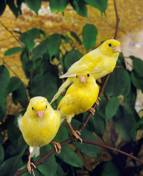 Yellow Canaries Serinus Canaria Standing Branch — стокове фото