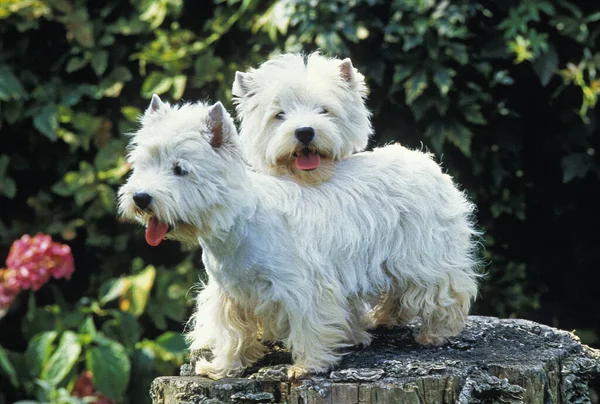 West Highland White Terrier Par — Stockfoto