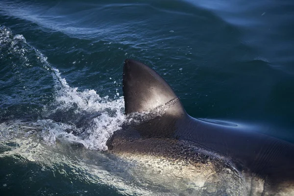 Fin Great White Shark Carcharodon Carcharias False Bay Dél Afrikában — Stock Fotó