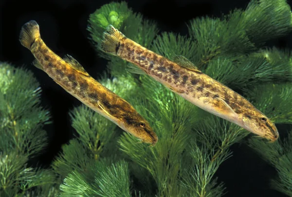 Gestekelde Loach Cobitis Taenia — Stockfoto