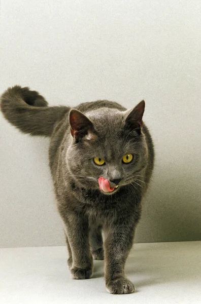 Chartreux Εγχώρια Γάτα Licking Chops Του — Φωτογραφία Αρχείου