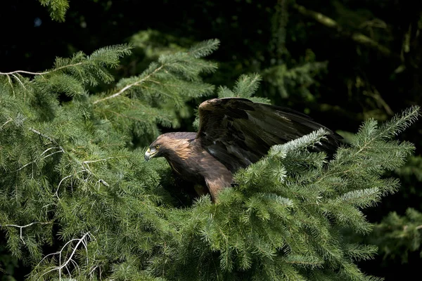 Golden Eagle Aquila Chrysaetos Volwassene Stijgt Van Dennenboom — Stockfoto