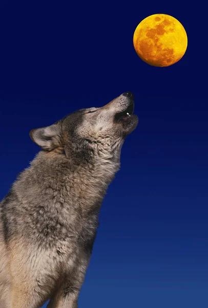 European Wolf Canis Lupus Adult Baying Moon — Stock Photo, Image