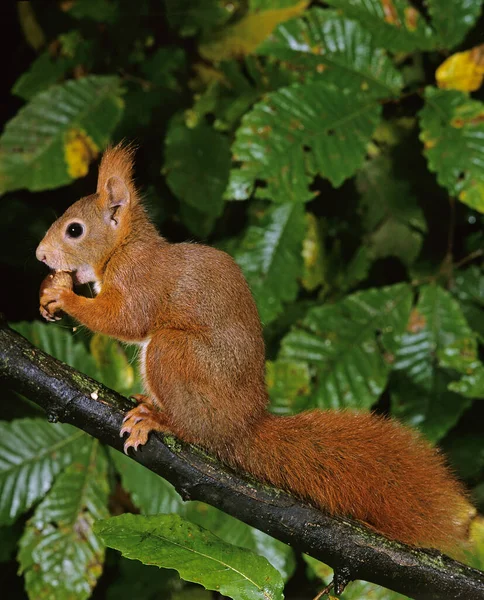 Esquilo Vermelho Sciurus Vulgaris Branch Comer Castanha — Fotografia de Stock