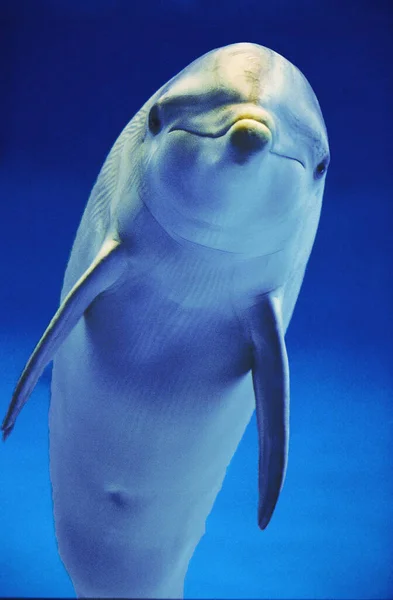 Delfín Nariz Botella Tursiops Truncatus — Foto de Stock