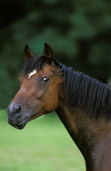 Angol Thoroughbred Horse Arcképe — Stock Fotó