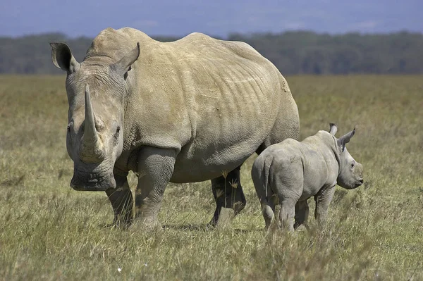 Kenya Daki Nakuru Parkı Nda Beyaz Gergedan Ceratotherium Simum — Stok fotoğraf