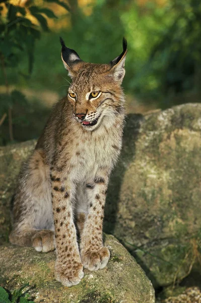 Europeiska Lynx Felis Lynx Vuxen Stående Rock — Stockfoto