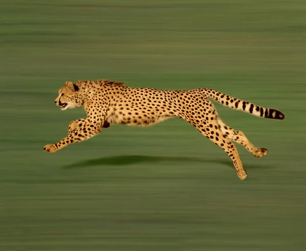 Cheetah Acinonyx Jubatus Adult Running — Stock Photo, Image