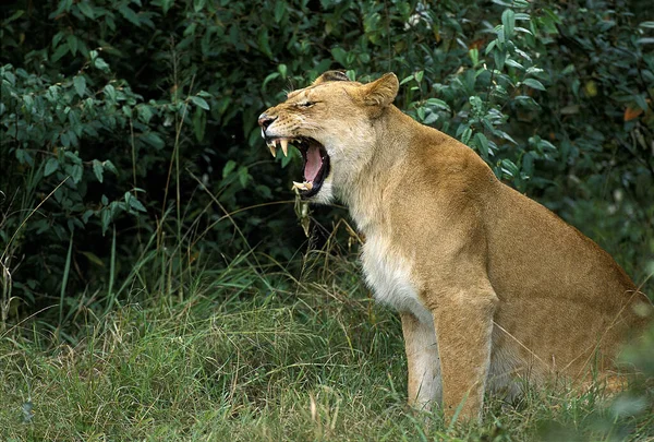 Afrikaanse Leeuw Panthera Leo Vrouwelijke Gaap — Stockfoto