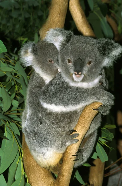Koala Phascolarctos Cinereus Mother Carrying Young Its Back — Zdjęcie stockowe