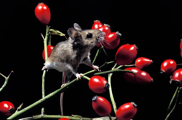 Yelow Necked Mouse Apodemus Flavicollis Ενηλίκων Άγρια Τριαντάφυλλα — Φωτογραφία Αρχείου