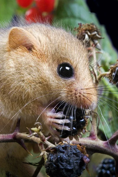 Frequentes Dormouse Muscardinus Avellanarius Adulto Comendo Blackberry Normandia — Fotografia de Stock