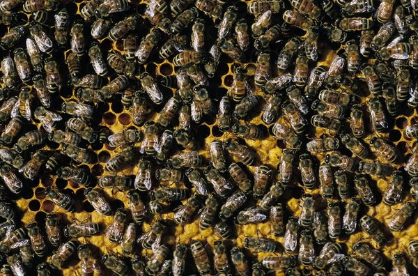 Méhecske Apis Mellifera Lárvákat Gondozó Munkás Brood Comb Méhkaptár Normandiában — Stock Fotó