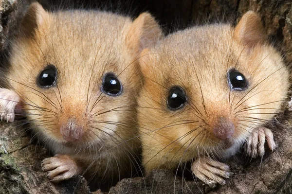 Common Dormouse Muscardinus Avellanarius Pair Standing Nest Entrance Normandy — Stock Photo, Image