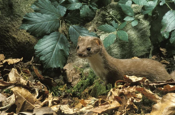 Comadreja Mustela Nivalis Normandía — Foto de Stock