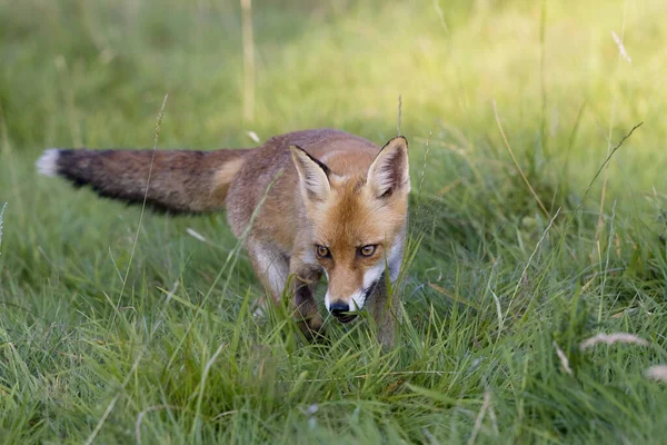 Red Fox Vulpes Vulpes Adulto Grama Normandia — Fotografia de Stock