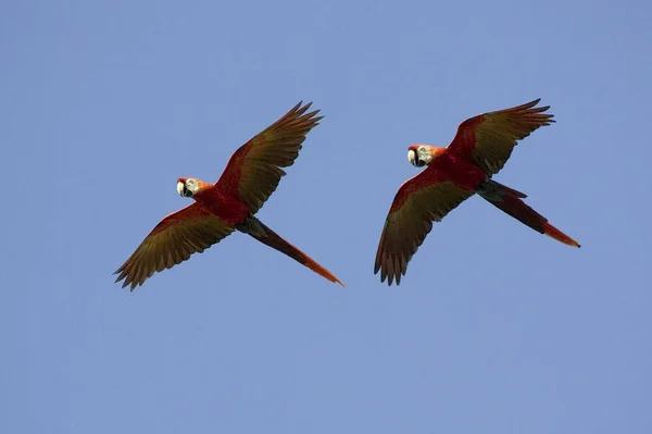 Scarlet Macaw Ara Macao Coppia Volo Los Lianos Venezuela — Foto Stock