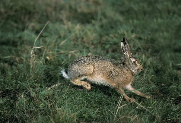 European Brown Hare Lepus Europaeus Adult Running França — Fotografia de Stock