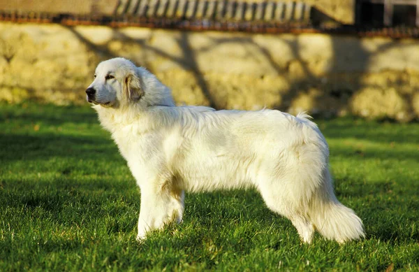 Great Pyrenees Dog or Pyrenean Mountain Dog