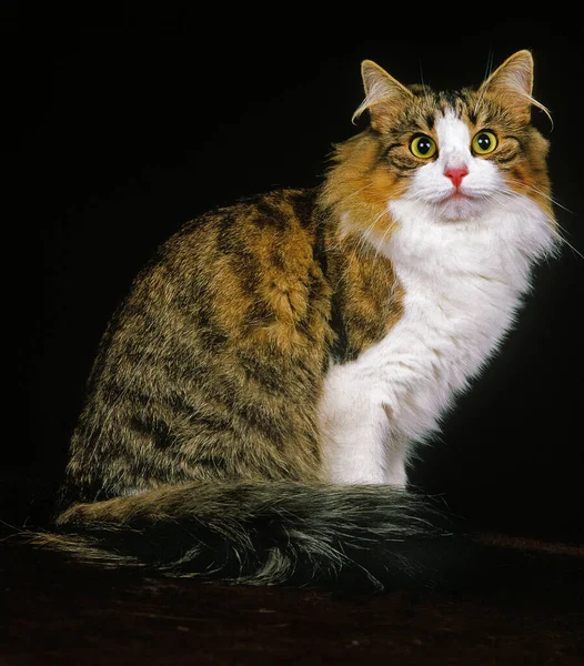 Skogkatt Domestic Cat Fundo Natural — Fotografia de Stock