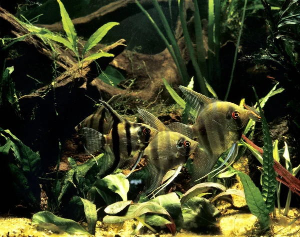 Angyalhal Pterophyllum Scalare Természetes Háttér — Stock Fotó