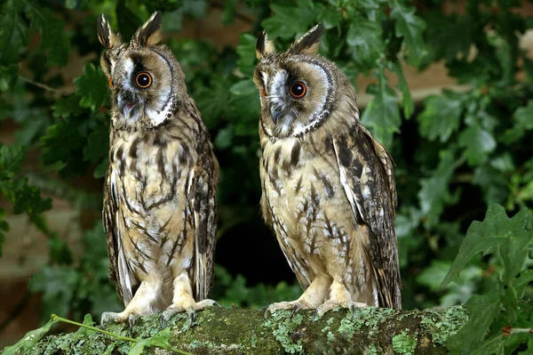 Long Eared Owl Asio Otus Στέκεται Στο Branch Νορμανδία — Φωτογραφία Αρχείου