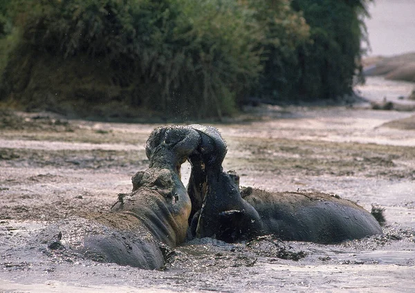 Гиппопотамус Амфибия Гиппопотама Взрослые Сражаются Озере Парк Вирунга Конго — стоковое фото