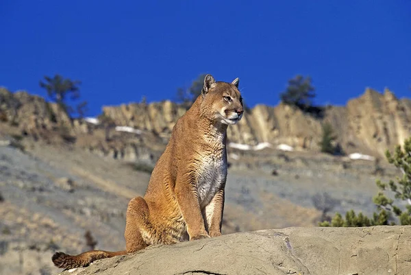 Cougar Puma Concolor Yetişkin Kayaların Üzerinde Duruyor — Stok fotoğraf