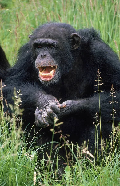 Chimpanzee Pan Troglodytes Adult Open Mouth — 图库照片