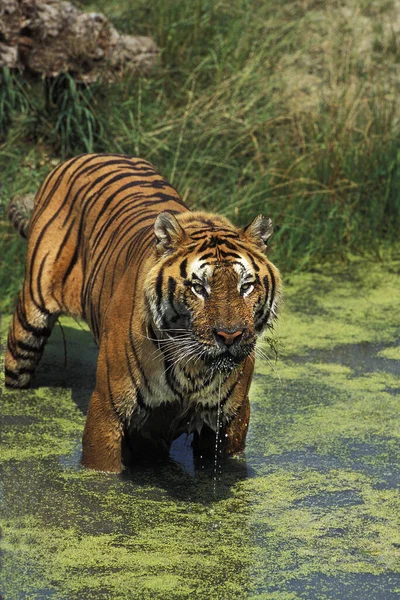 Bengalisk Tiger Panthera Tigris Tigris Vuxen Stående Vatten — Stockfoto