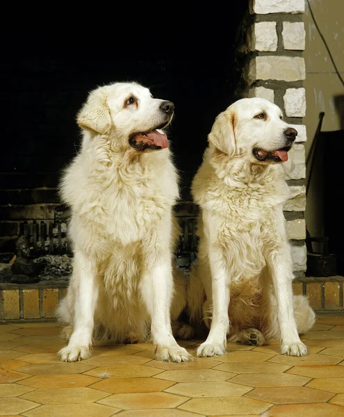 Polonya Tatra Çoban Köpeği Erkek Kadın Köpek Şöminenin Önünde Oturuyor — Stok fotoğraf