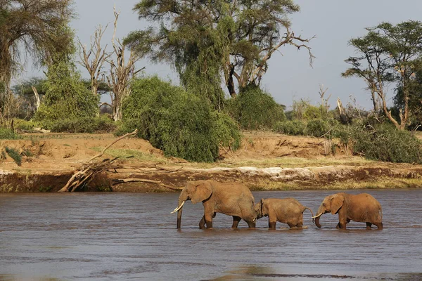 Elefante Africano Loxodonta Africana Madre Terneros Cruzando Río Parque Samburu —  Fotos de Stock