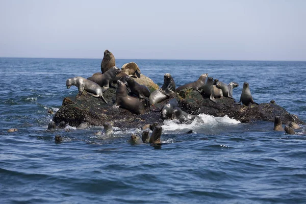 León Marino Sudamericano León Marino Del Sur Otaria Byronia Colonia — Foto de Stock